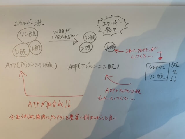 体内でエネルギーが発生する仕組みからクレアチンを摂取した際の効果をわかりやすく解説している